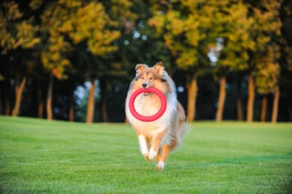 Кільце для апортування PitchDog20, діаметр 20 см, рожеве