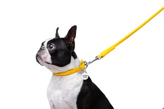 Повідок для собак шкіряний WAUDOG Glamour, круглий, Д 8 мм, Дл 122 см, жовтий