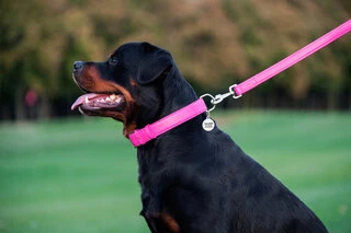 Повідок для собак шкіряний WAUDOG Glamour, Ш 25 мм, Дл 122 см, рожевий