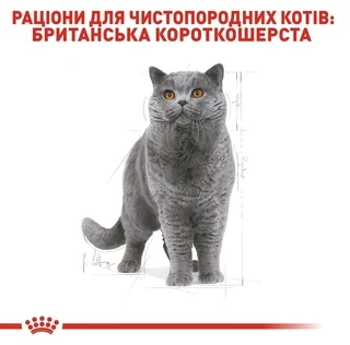 Сухий корм Royal Canin British Shorthair Adult для котів породи британська короткошерста від 12 місяців 10 кг