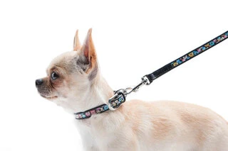 Нашийник для собак шкіряний WAUDOG Design з QR паспортом, малюнок "Пончик", Ш 12 мм, Дл 19-25 см, чорний