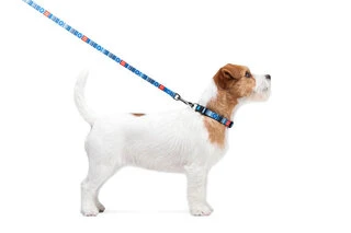 Повідок для собак нейлоновий WAUDOG Nylon, малюнок "Етно синій", Ш 15 мм, Дл 122 см