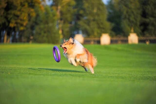 Тренировочный снаряд для собак PULLER Standard, диаметр 28см