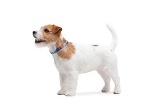 Нашийник для собак нейлоновий WAUDOG Nylon з QR паспортом, малюнок "Етно синій", пластиковий фастекс, Ш 15 мм, Дл 23-35 см