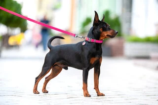 Ошейник для собак водостойкий WAUDOG Waterproof c QR-паспортом, металлическая пряжка-фастекс, Ш 20 мм, Дл 24-40 см, розовый