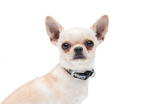 Нашийник для собак шкіряний WAUDOG Design з QR паспортом, малюнок "Пончик", Ш 12 мм, Дл 19-25 см, чорний