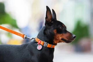 Ошейник для собак водостойкий WAUDOG Waterproof c QR-паспортом, металлическая пряжка-фастекс, Ш 25 мм, Дл 31-49 см, оранжевый