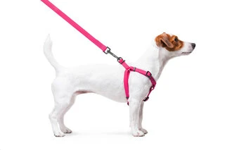 Поводок для собак водостійкий WAUDOG Waterproof з QR-паспортом, металевий фастекс, Ш 15 мм, Дл 40-55 см, рожевий