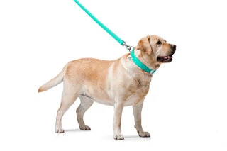 Повідок для собак шкіряний WAUDOG Glamour, Ш 25 мм, Дл 122 см, ментоловий