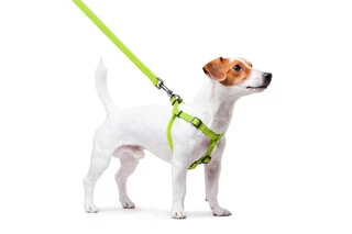 Шлея для собак водостойкая WAUDOG Waterproof c QR-паспортом, металлическая пряжка-фастекс, Ш 15 мм, Дл 40-55 см, салатовый