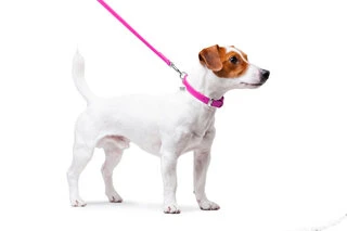 Повідок для собак шкіряний WAUDOG Glamour, Ш 12 мм, Дл 122 см, рожевий