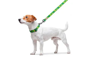 Повідок для собак нейлоновий WAUDOG Nylon, малюнок "Авокадо", Ш 20 мм, Дл 122 см