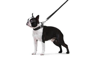 Поводок "Dog Extremе" нейлоновый двойной (ширина 20мм, длина 122см), черный