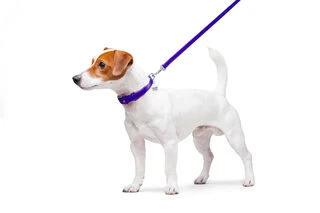 Повідок для собак шкіряний WAUDOG Glamour, Ш 12 мм, Дл 122 см, фіолетовий