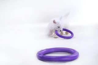 Тренувальний снаряд для собак PULLER Micro діаметр 13см