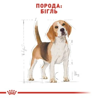 Сухой корм для взрослых собак породы Бигль Royal Canin BEAGLE ADULT 3 кг