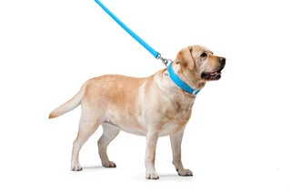 Поводок для собак кожаный WAUDOG Glamour, Ш 25 мм, Дл 122 см, голубой