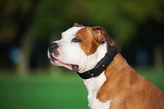 Нашийник для собак шкіряний WAUDOG Glamour з QR паспортом, без прикрас, Ш 25 мм, Дл 38-49 см, чорний