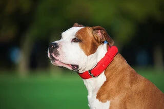 Нашийник для собак шкіряний WAUDOG Glamour з QR паспортом, без прикрас, Ш 25 мм, Дл 38-49 см, червоний