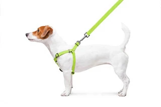 Шлея для собак водостойкая WAUDOG Waterproof c QR-паспортом, металлическая пряжка-фастекс, Ш 15 мм, Дл 40-55 см, салатовый