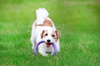 Тренировочный снаряд для собак PULLER Mini, диаметр 18см