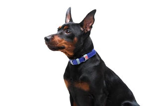 Ошейник для собак кожаный WAUDOG Classic, Ш 12 мм, Дл 21-29 см, фиолетовый