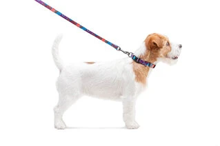 Нашийник для собак нейлоновий WAUDOG Nylon з QR паспортом, малюнок "Літо", пластиковий фастекс, Ш 15 мм, Дл 23-35 см