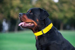 Нашийник для собак шкіряний WAUDOG Glamour з QR паспортом, без прикрас, Ш 25 мм, Дл 38-49 см, жовтий