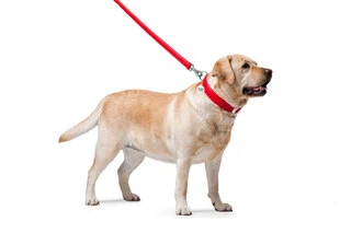 Поводок для собак кожаный WAUDOG Glamour, Ш 25 мм, Дл 122 см, красный