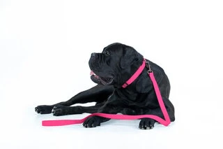 Повідок для собак водостійкий WAUDOG Waterproof, Ш 15 мм, Дл 183 см, рожевий