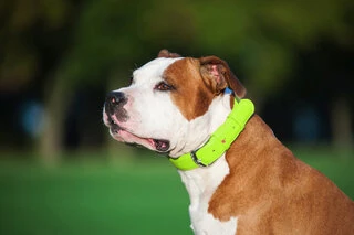 Нашийник для собак шкіряний WAUDOG Glamour з QR паспортом, без прикрас, Ш 25 мм, Дл 38-49 см, салатовий