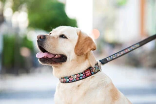 Нашийник для собак шкіряний WAUDOG Design з QR паспортом, малюнок "Пончики", Ш 35 мм, Дл 46-60 см, чорний