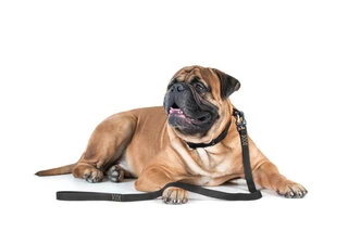 Поводок "EVOLUTOR" (ширина 25 мм, довжина 210 см), чорний