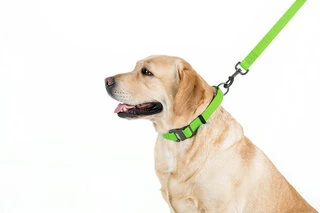 Повідок для собак водостійкий WAUDOG Waterproof, Ш 20 мм, Дл 183 см, салатовий
