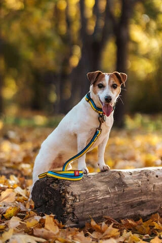 Поводок для собак нейлоновый WAUDOG Nylon рисунок "Colors of freedom", M, Ш 20 мм, Дл 122 см