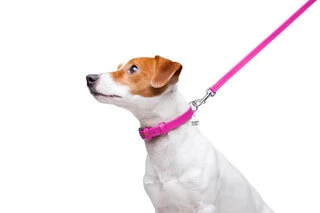 Повідок для собак шкіряний WAUDOG Glamour, Ш 12 мм, Дл 122 см, рожевий