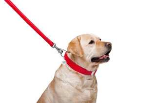 Поводок для собак кожаный WAUDOG Glamour, Ш 25 мм, Дл 122 см, красный