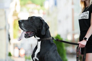 Поводок "EVOLUTOR" (ширина 25 мм, довжина 210 см), чорний