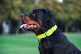 Нашийник для собак шкіряний WAUDOG Glamour з QR паспортом, без прикрас, Ш 25 мм, Дл 38-49 см, салатовий