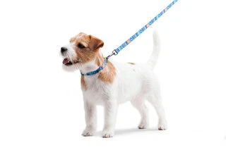 Повідок для собак нейлоновий WAUDOG Nylon, малюнок "Етно синій", Ш 15 мм, Дл 122 см