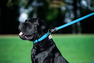 Поводок для собак кожаный WAUDOG Glamour, Ш 25 мм, Дл 122 см, голубой